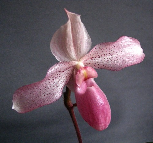 Paphiopedilum Cindy Ann Eickhoff | by D.Eickhoff