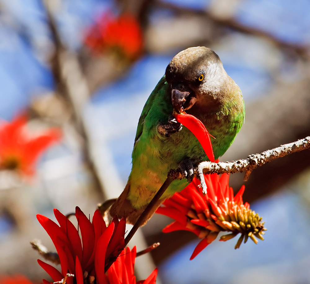 Brown-hooded Parrot - South Africa