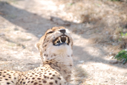 animals southafrica wildlife cheetah za johannesburg lionpark 2010 gauteng