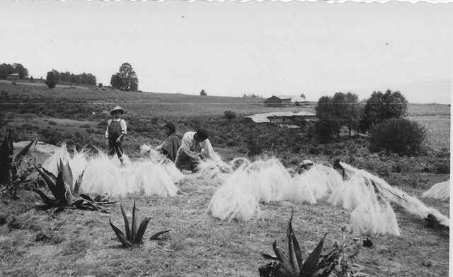 Harvesting roots of sacaton