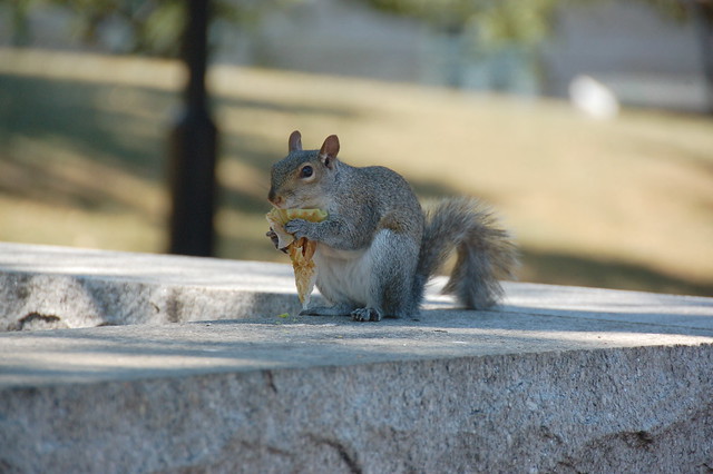 In Boston, even the squirrels eat Dunkin Donuts
