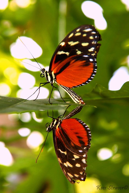 R rated butterfly photography