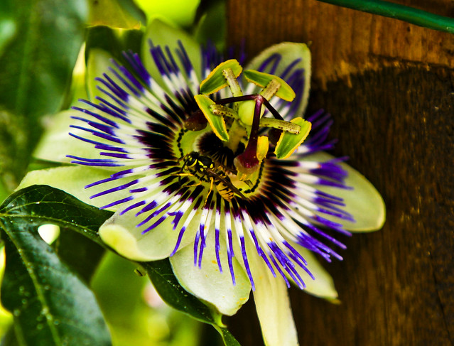 Passionflower wasp