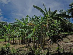 Aguas Termales de Azacualpa 03 - Banana plants along the way