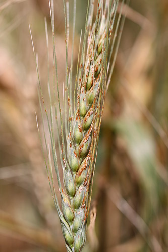 Ug99 stem rust on wheat spike | Wheat spike showing symptoms… | Flickr