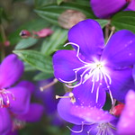 花紫