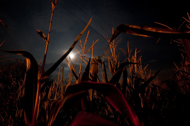 midnight in the corn field