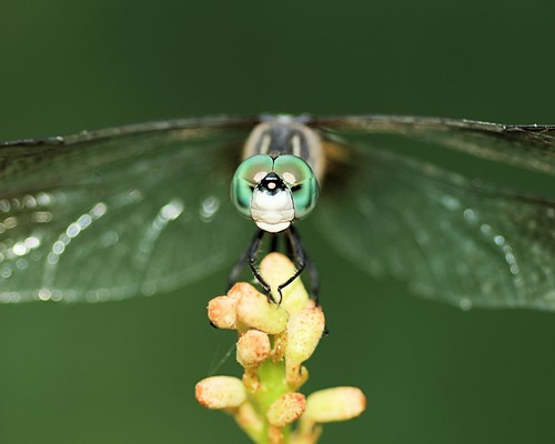 macro dragonfly © northcarolina raleighnc odonata bluedasher jcraulstonarboretum sigma105mmf28 garyburke olympuse620