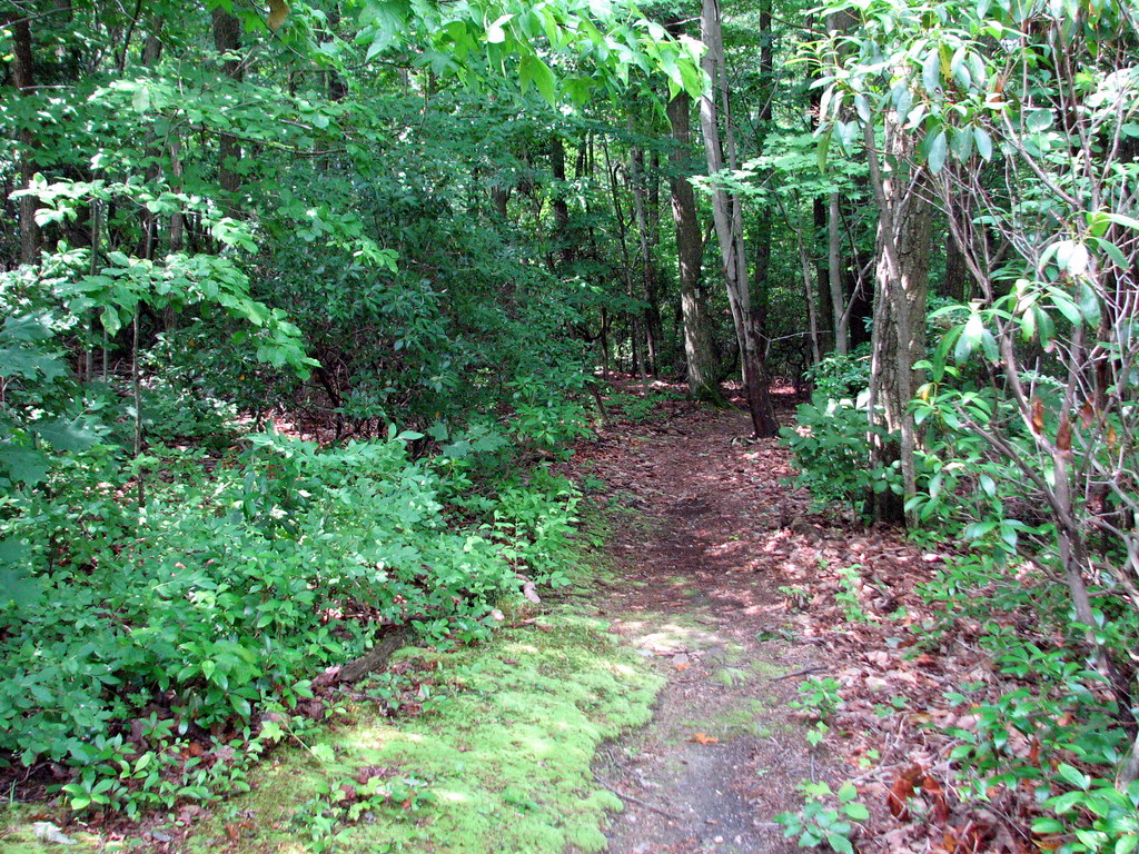 Discovery (Yellow) Trail