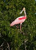 Rostats Spoonbill - Brazil - Pantanal