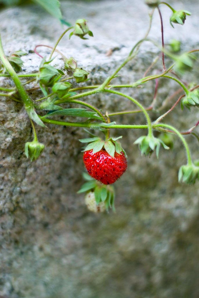 Wilde Erdbeeren | Wilde Erdbeeren im Garten | Jörg Baldzer | Flickr