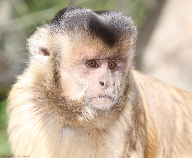 Série com o Macaco Prego (Cebus apella) - Series with the Capuchin monkey - 26-06-2010 - IMG_3688