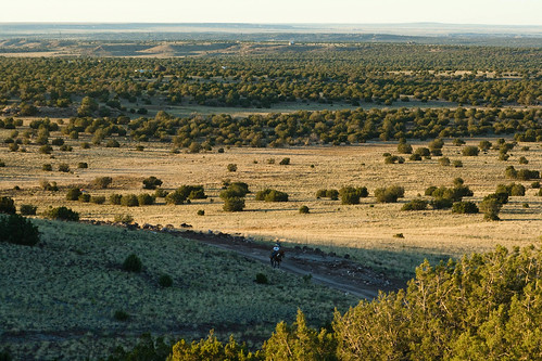 vacation arizona horses horsebackriding 2010 concho apachecounty