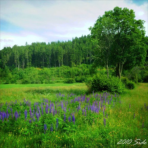 Green Harmony | by *sido*