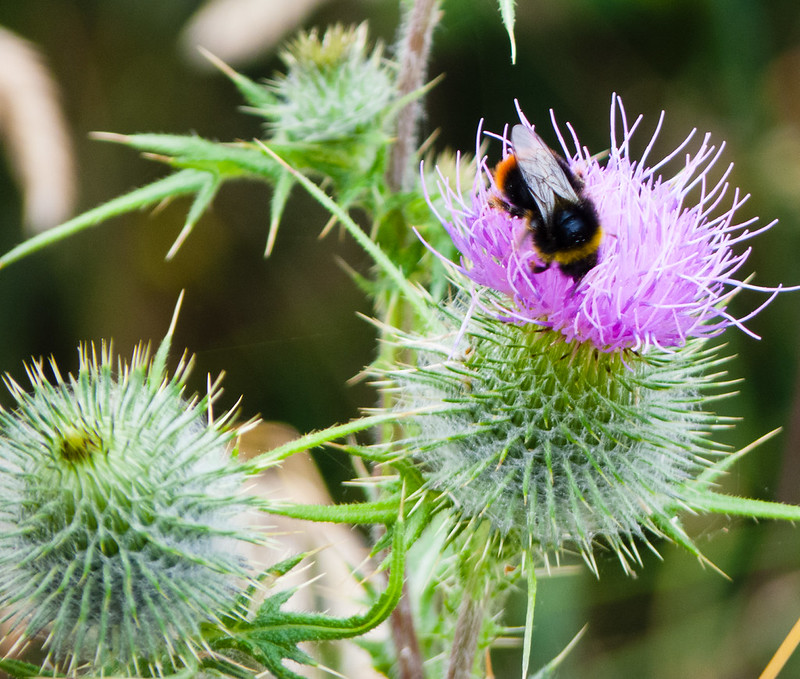 Thistle