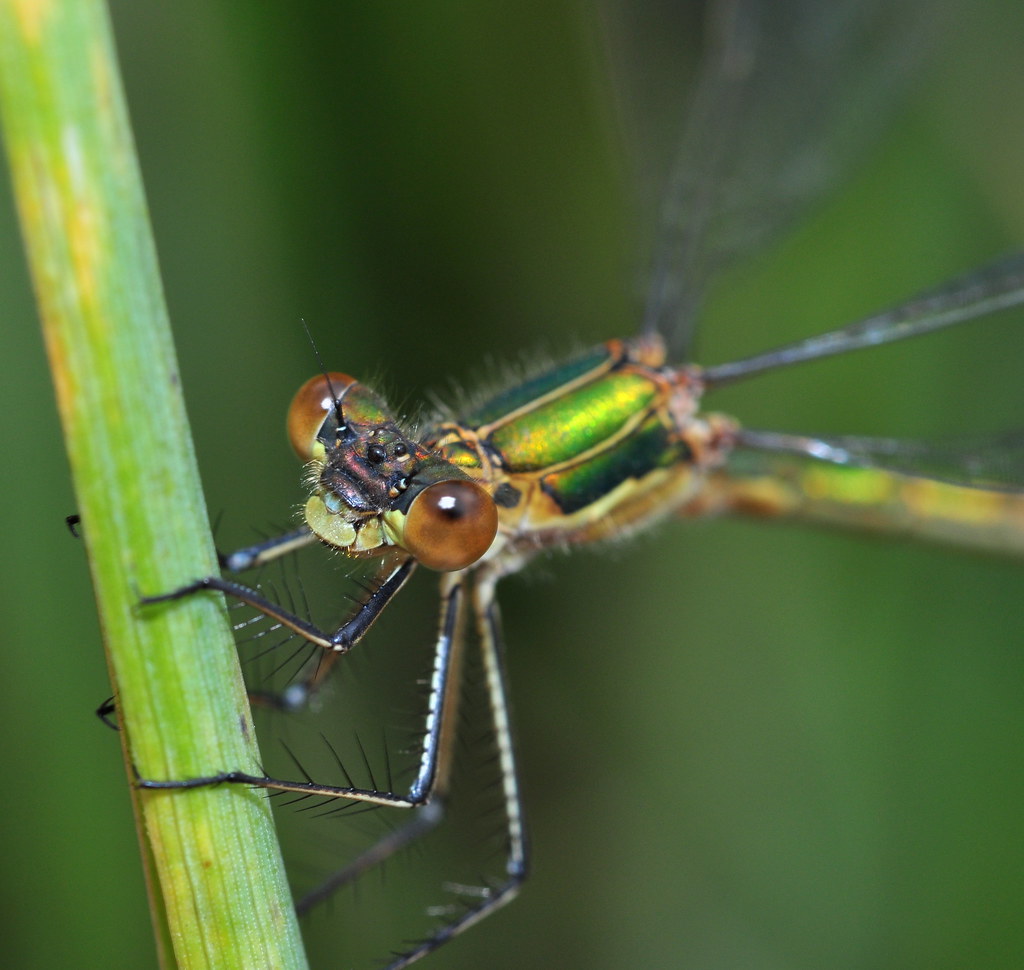 Female Lestes sponsa | This is the female Emerald Damselfly … | Flickr
