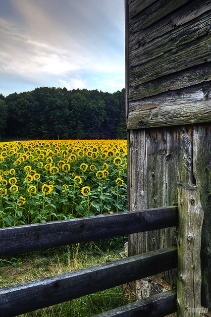 Buttonwood Farm Sunflowers