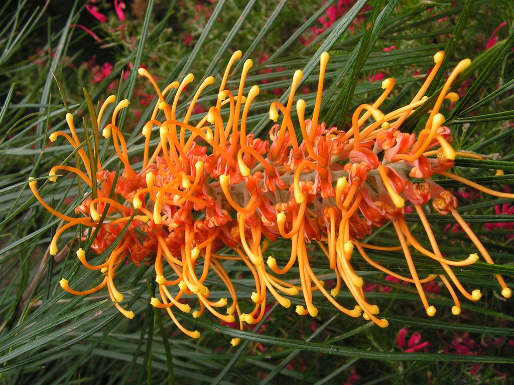 Orange Grevillea | Orange Grevillea in the Botanic Gardens i… | 匚卄尺丨丂 ...