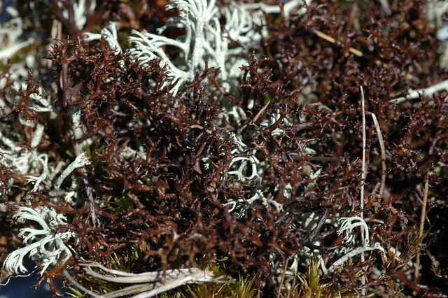 Cetraria aculeata (Gewoon kraakloof)