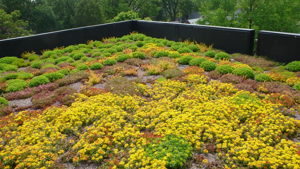 An intensive green roof filled with various plant and flower species