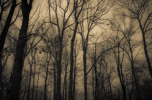 trees shadows forrest overcast 100v10f 100views 300views 200views blackwaterpark moodyspooky nikonflickraward 100commentgroup ringexcellence dblringexcellence