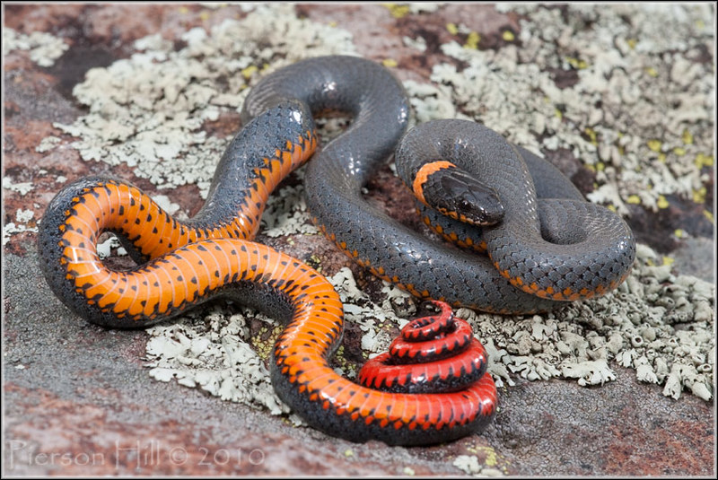 Regal Snake (Diadophis punctatus regalis) | Flickr