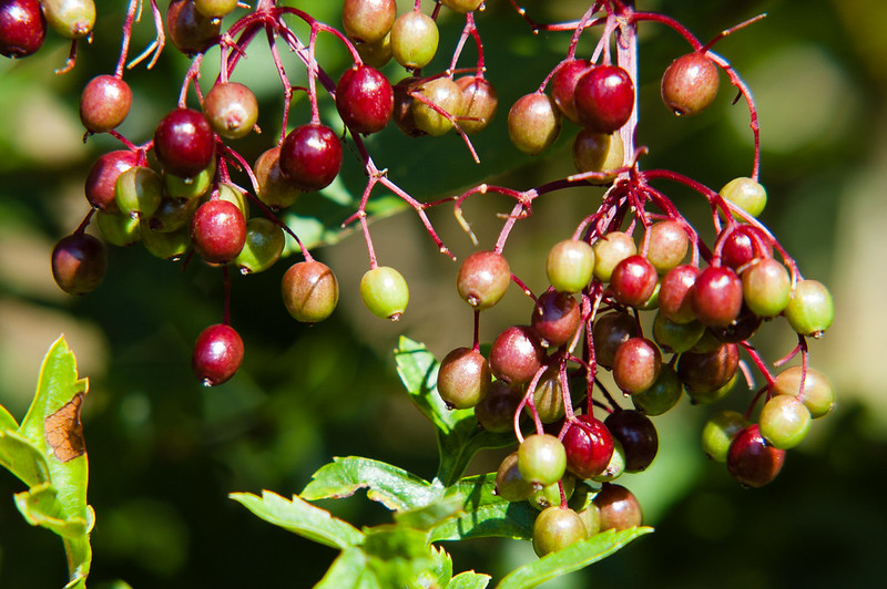 Ripening elderberries