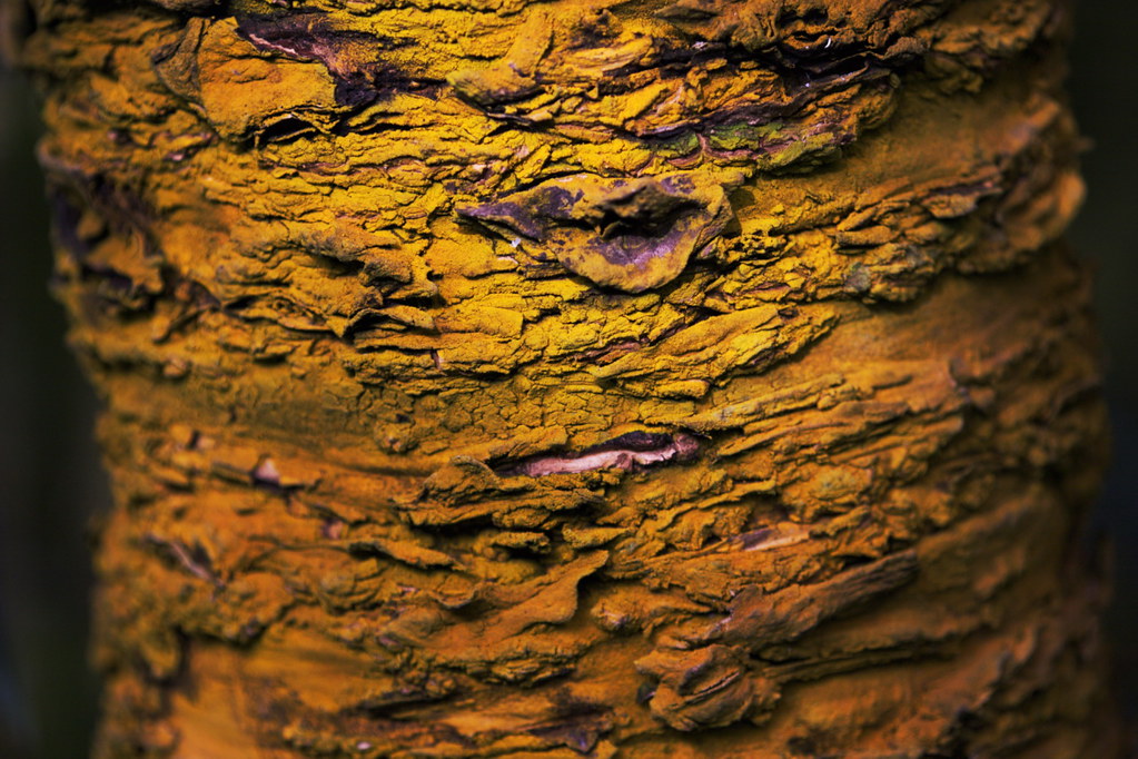 Rinde - Bark - Tree | Die Farbe der Rinde fand ich einfach n… | Flickr