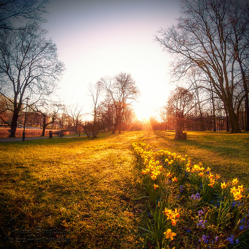 Flowers by johanbe, Gothenburg early in the morningcity flowers light sunrise göteborg nikon sweden gothenburg fisheye b