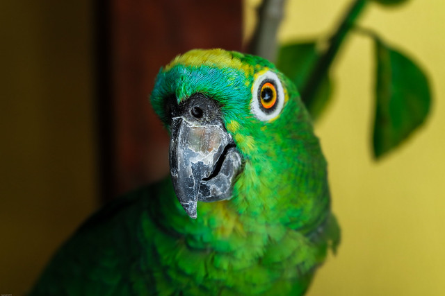 Parrot's beak