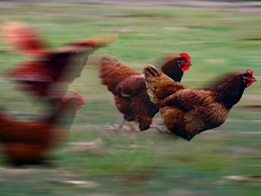 chicken races | . . . a popular sport in the Ozarks, so we a… | Flickr