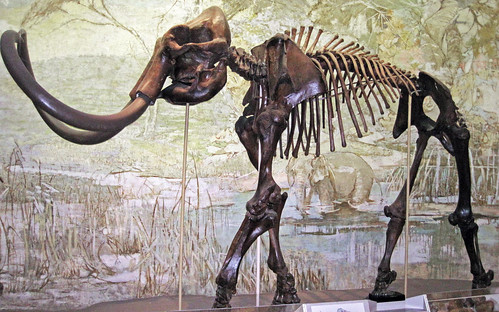 Mammuthus jeffersonii (fossil Jefferson's mammoth) (Upper … | Flickr