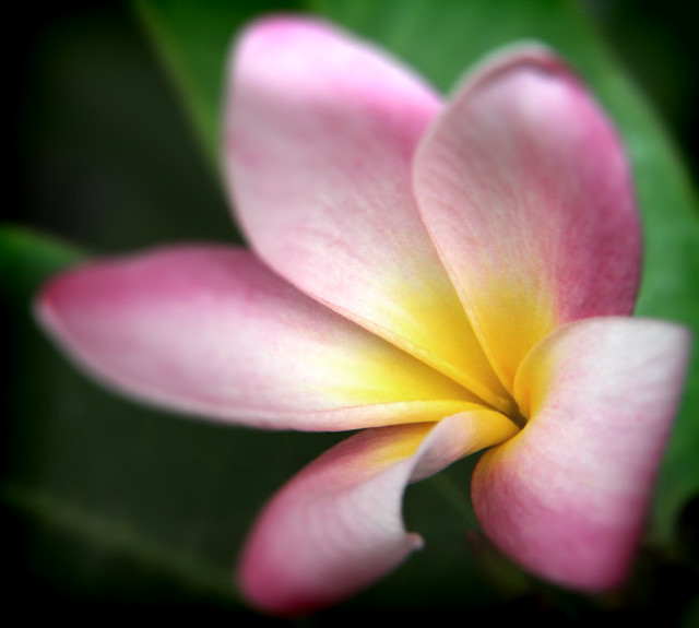 First Plumeria of the Year - 7.5.10