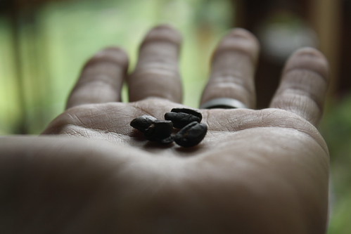Fresh Roasted Coffee