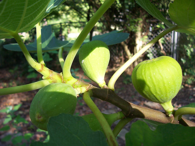 Figs in Sunlight