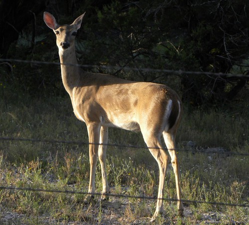 Deer by the road by Bryan - oz4caster, as we were driving down the gravel road leaving the cabin by Lake Travis we saw this deer just acros