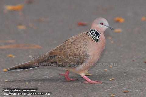 Spotted Dove - Streptopelia chinensis