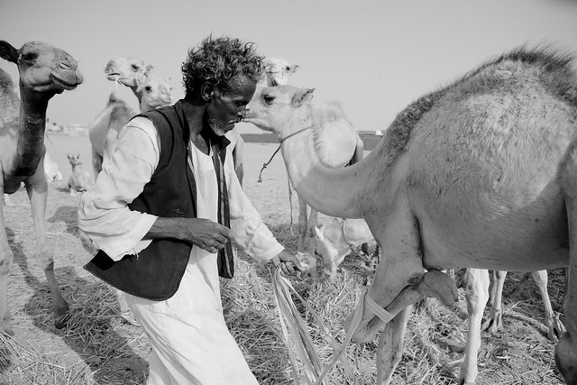 Feeding the camels إطعام الجمال