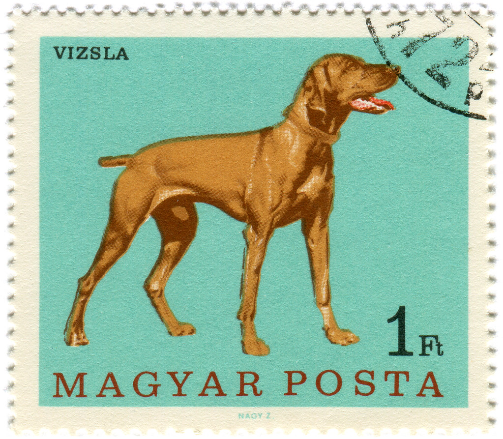 Hungarian Vizsla Komondor Post stamps in Fridge magnet frame Dog domestic mail 