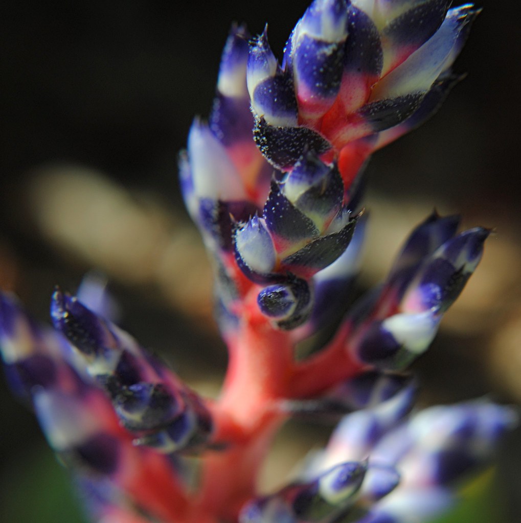 Rain-covered Blue Tango Aechmea Bromeliad sparkles on red stems