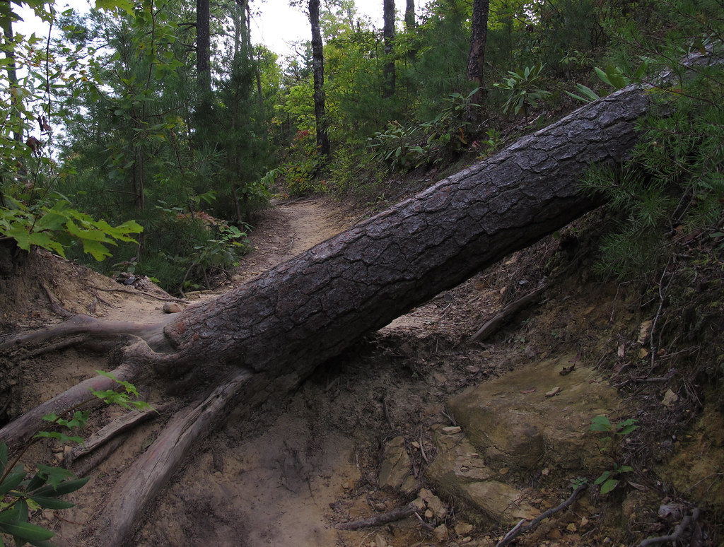Auxier Ridge Trail #204