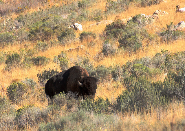 American Bison Bull (Bos bison);  Antelope Island SP , UT [Lou Feltz]