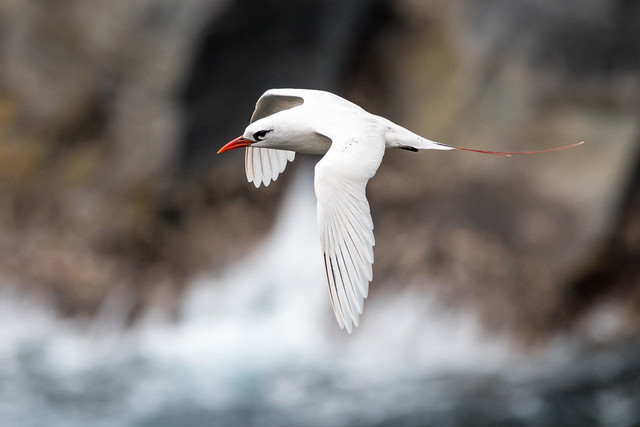 Red-tailed Tropicbird in flight