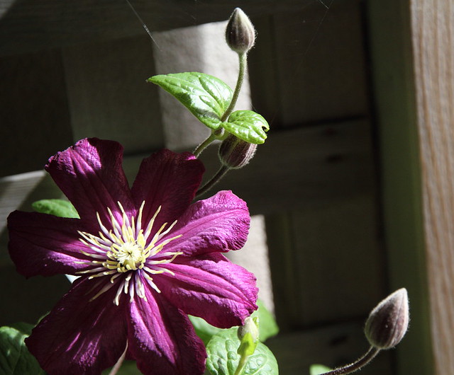 clematis blooming