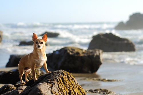 Pixie | by Tim.A.M.