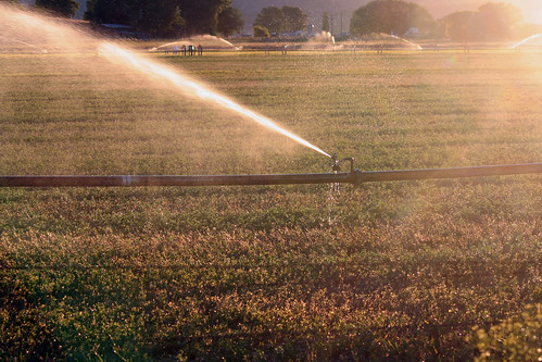 field farm agriculture irrigation wheelline merrilloregon