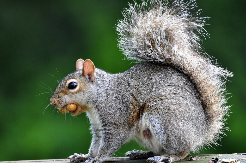 Memory, treasure and deceit: the complicated lives of squirrels