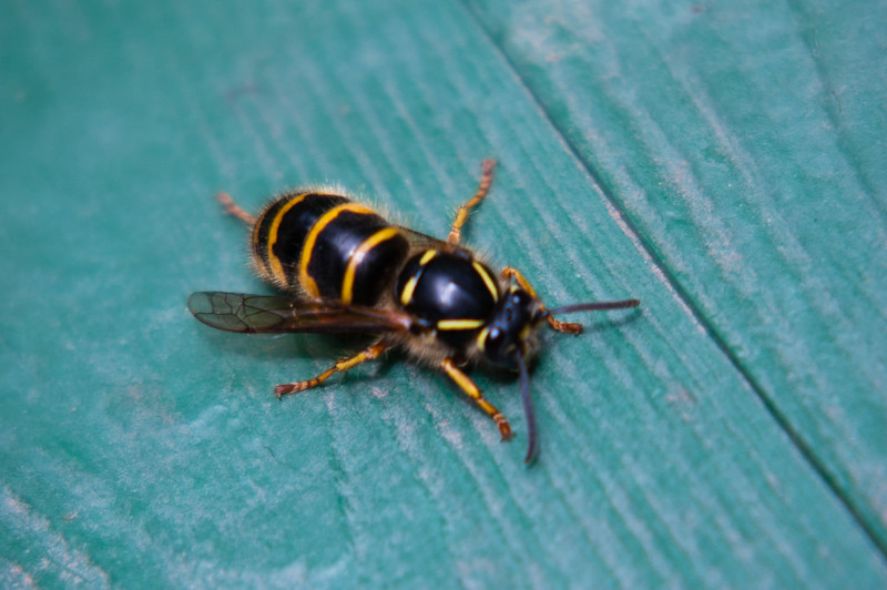 Wasp
