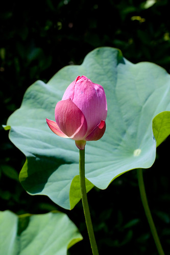 Lotus, 