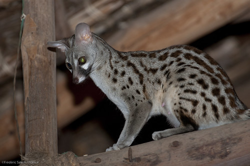 A female common genet in the dining room, Satao Camp, Tsavo East